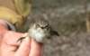 spottedflycatcher_small.jpg