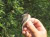 willowtit_small.jpg