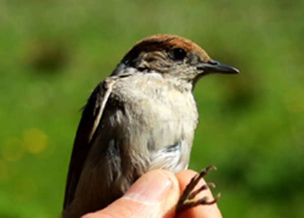 blackcap.jpg