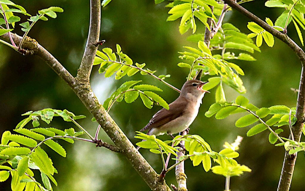 gardenwarbler2.jpg