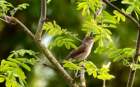 gardenwarbler2_small.jpg