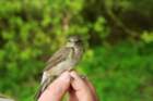 gardenwarbler_small.jpg