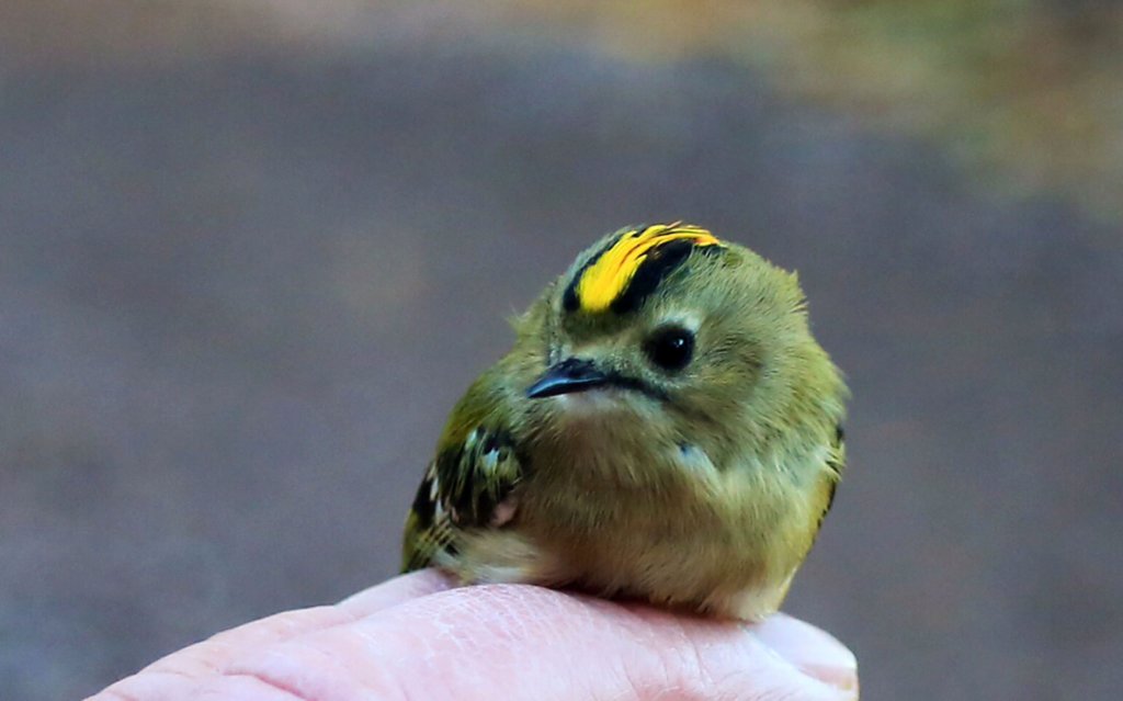 goldcrest.jpg