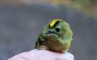 goldcrest_small.jpg