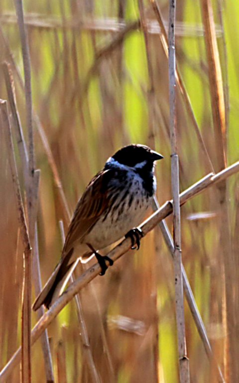 reedbunting.jpg