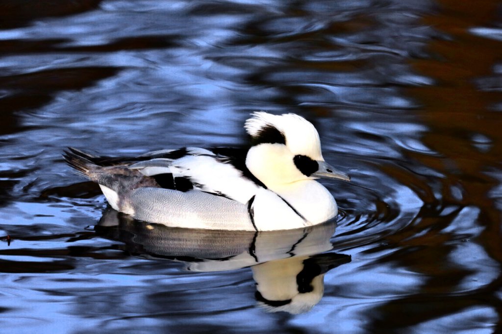 smew.jpg