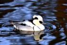 smew_small.jpg