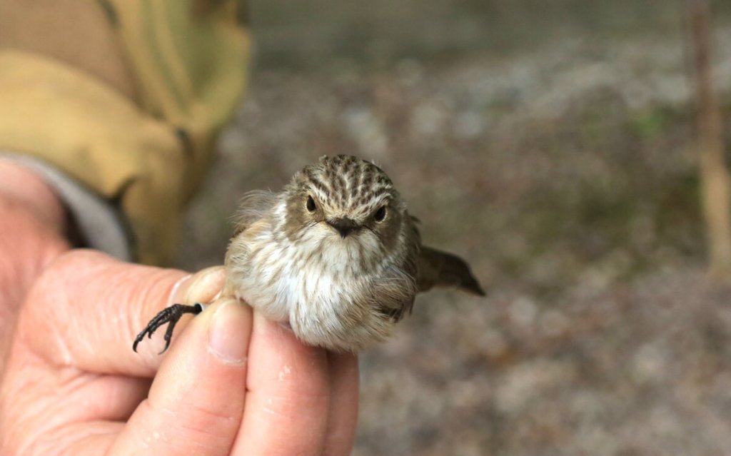 spottedflycatcher.jpg