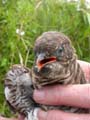 Cuckoo pullus, detail