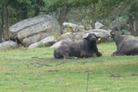 Buffalo