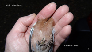 Chaffinch