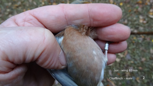 Chaffinch