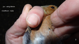 Chaffinch