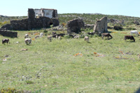 Derelict Farm