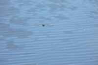 Emperor dragonfly