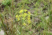 Giant Fennel