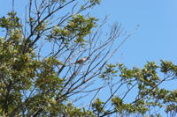 Great Reed Warbler