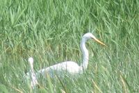 Great White Egret