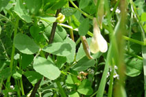 Hairy Yellow Vetch