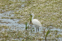 Little Egret