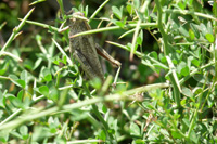 Locust