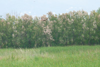 Marsh Harrier
