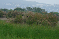 Marsh Harrier