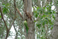 Monk Parakeet