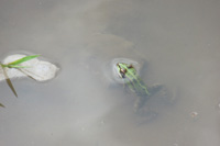 Perez's Frog