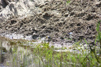 Red-rumped Swallow