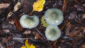 Stropharia