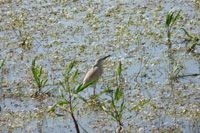 Squacco heron