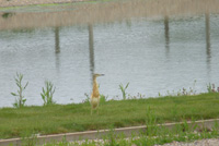 Squacco Heron