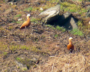 Ruddy Shelduck