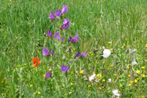 Viper's Bugloss