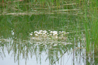 Water Crowfoot