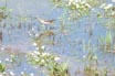 Wood Sandpiper