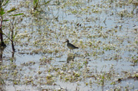 Wood Sandpiper