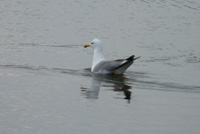 Yellow-legged Gull
