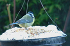 Blue Tit