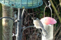 Blackcap