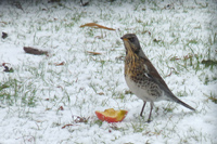 Fieldfare