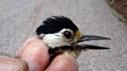 Great Spotted Woodpecker, female