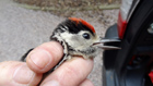 Great Spotted Woodpecker, juv