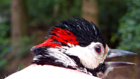 Great Spotted Woodpecker, male