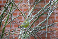 Greenfinch