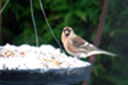 Lesser Redpoll