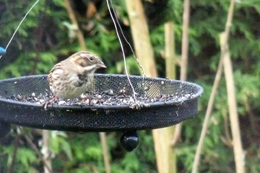 Reed bunting?