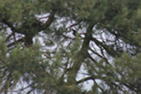 Raven at Nest