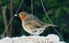 Robin